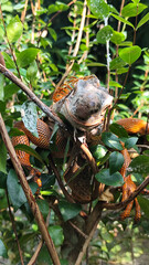 Orange iguana is sunbathing on a green leafy tree trunk, in the morning, with a natural blurred background.	