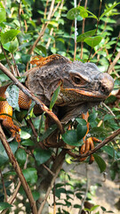 Orange iguana is sunbathing on a green leafy tree trunk, in the morning, with a natural blurred background.	