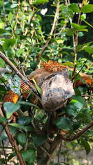 Orange iguana is sunbathing on a green leafy tree trunk, in the morning, with a natural blurred background.	
