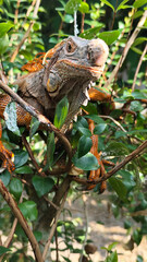 Orange iguana is sunbathing on a green leafy tree trunk, in the morning, with a natural blurred background.	