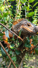 Orange iguana is sunbathing on a green leafy tree trunk, in the morning, with a natural blurred background.	