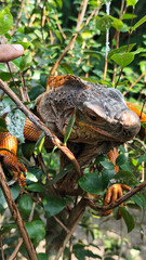 Orange iguana is sunbathing on a green leafy tree trunk, in the morning, with a natural blurred background.	