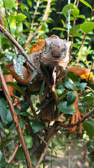 Orange iguana is sunbathing on a green leafy tree trunk, in the morning, with a natural blurred background.	