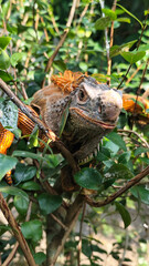Orange iguana is sunbathing on a green leafy tree trunk, in the morning, with a natural blurred background.	
