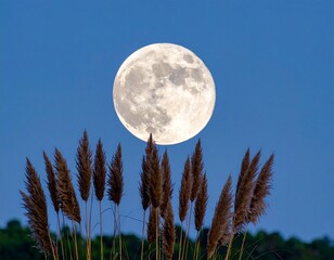 Fototapeta premium Generated image 夜空に輝く満月と手前に映るススキのシルエット 秋らしい情緒あふれる風景 中秋の名月 お月見 イメージ 幻想的