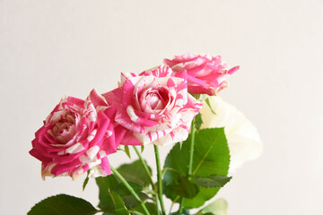 ピンクと緑のばら