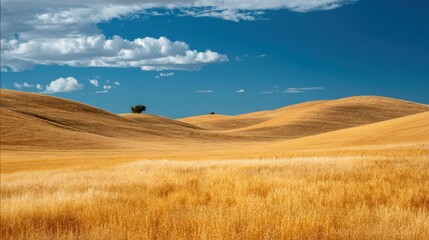 Obraz premium Golden Rolling Hills Under Bright Blue Sky with White Clouds