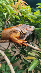 Orange iguana is sunbathing on a green leafy tree trunk, in the morning, with a natural blurred background.	