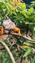 Orange iguana is sunbathing on a green leafy tree trunk, in the morning, with a natural blurred background.