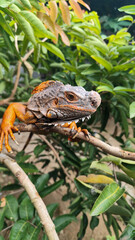 Orange iguana is sunbathing on a green leafy tree trunk, in the morning, with a natural blurred background.
