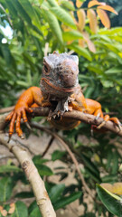 Orange iguana is sunbathing on a green leafy tree trunk, in the morning, with a natural blurred background.