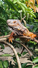 Orange iguana is sunbathing on a green leafy tree trunk, in the morning, with a natural blurred background.