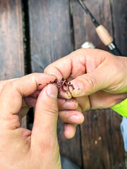 Vertical photo of men's hands baiting a live worm bait on a fishing hook