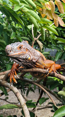 Orange iguana is sunbathing on a green leafy tree trunk, in the morning, with a natural blurred background.