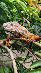 Orange iguana is sunbathing on a green leafy tree trunk, in the morning, with a natural blurred background.