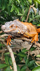 Orange iguana is sunbathing on a green leafy tree trunk, in the morning, with a natural blurred background.