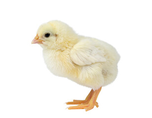 Obraz premium little chicken isolated on white