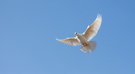 Obraz premium A white dove soars through a clear, bright blue sky, its wings spread wide in flight.