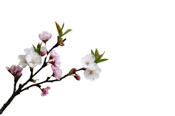 Obraz premium Delicate Cherry Blossom Branch with Pink and White Flowers Isolated on Black Background