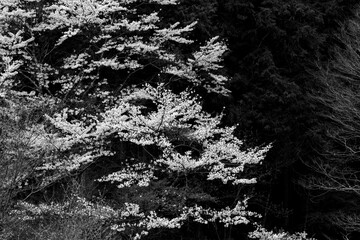 Cherry blossoms in full bloom