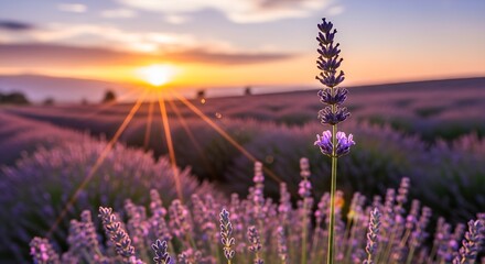 Obraz premium Lavender field at sunset with a single stalk in focus