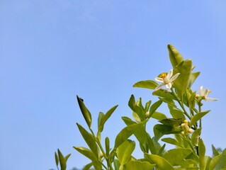 Kaffir lime or makrut leaves and flower still on tree (Citrus hystrix) in outdoor garden, Copy space 