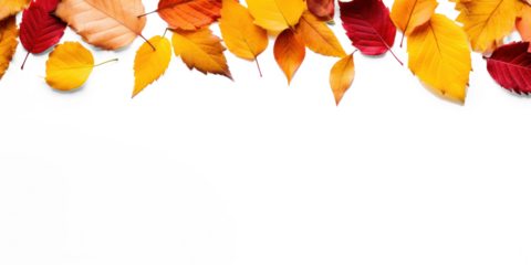 A colorful autumn leaf border against a transparent background