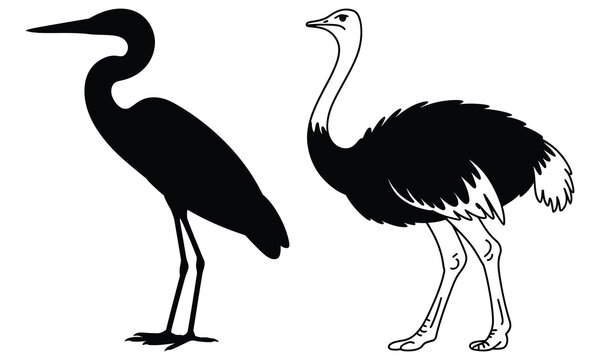 ostrich vector illustration