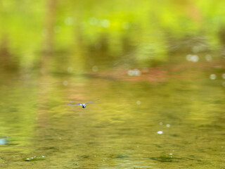 水田を飛ぶシオカラトンボ