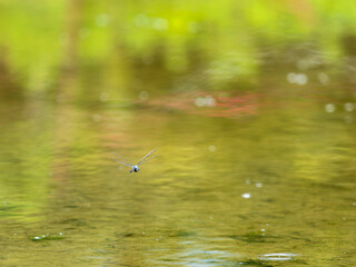 水田を飛ぶシオカラトンボ