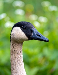 Obraz premium Canada Goose Portrait, Outdoor Setting