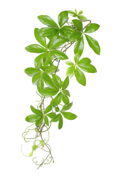 Fototapeta Lush green vine with delicate tendrils, ideal for natural designs and spring themes