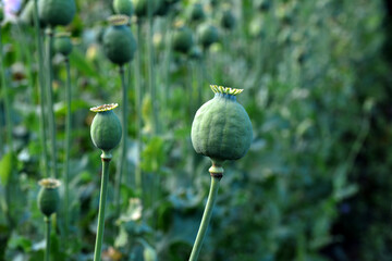 The plant is also known as Breadseed or Opium poppy.