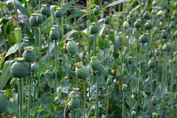 The plant is also known as Breadseed or Opium poppy.