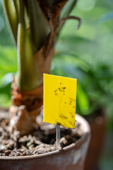 Fungus gnats stuck on yellow sticky trap closeup. Non-toxic flypaper for Sciaridae insect pests around Alocasia houseplant at home. Eco plant pest control indoor. 