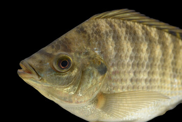 Tilapia Fish used for food in Asia non native fish grown in ponds and escaped causing environmental damage by invasive animals