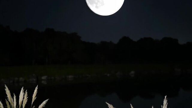 Tsukimi Moon Viewing Ritual with Pampas Grass, Dango, and Pond Reflection in Cinematic 4K UHD