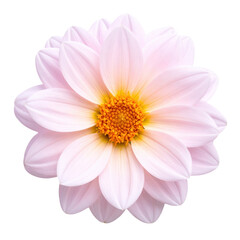 Obraz premium Soft pink dahlia flower with layered petals and a vibrant yellow-orange center, showcasing delicate textures and gentle color gradients