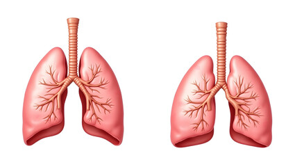Fototapeta premium Anatomy & Physiology A comparison diagram of healthy and fibrotic lung, isolated on white, showing interstitial thickening for pulmonary pathology and anatomy (3)