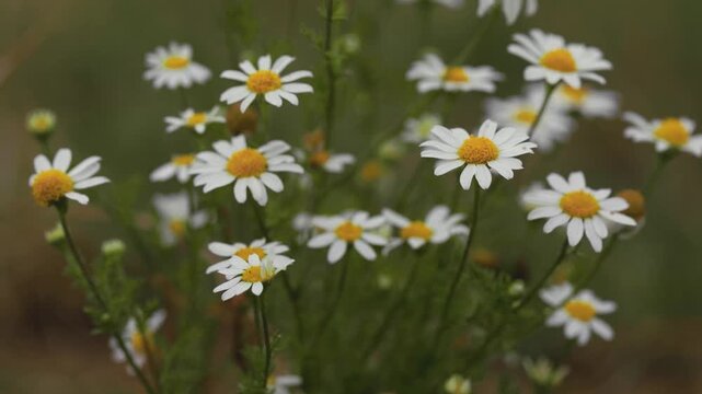 Close-up macro shot of blooming chamomile flowers Matricaria chamomilla with white petals and yellow centers swaying in the wind in natural meadow environment, full HD cinematic b-roll footage
