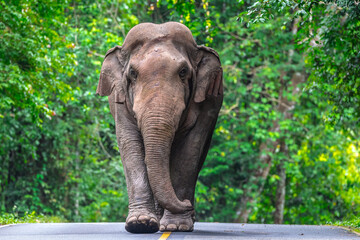 Fototapeta premium Its body is gray, its snout is called the trunk. The trunk of the Asian elephant has only one beak. Nakhon Ratchasima, Thailand.