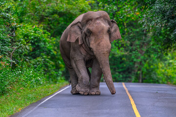 Obraz premium Its body is gray, its snout is called the trunk. The trunk of the Asian elephant has only one beak. Nakhon Ratchasima, Thailand.