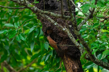 Reddish brown fur, short crest, dense black horizontal stripes on the upper body, short black beak, stripes on the underside of the neck. Male: red stripes on the cheeks. Thailand.