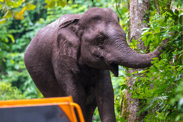 Naklejka premium Its body is gray, its snout is called the trunk. The trunk of the Asian elephant has only one beak. Nakhon Ratchasima, Thailand.