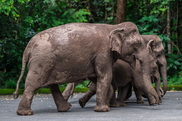 Naklejka premium Its body is gray, its snout is called the trunk. The trunk of the Asian elephant has only one beak. Nakhon Ratchasima, Thailand.