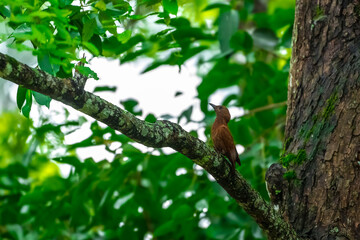 Reddish brown fur, short crest, dense black horizontal stripes on the upper body, short black beak, stripes on the underside of the neck. Male: red stripes on the cheeks. Thailand.