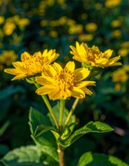 Obraz premium Close up of vibrant yellow flowers