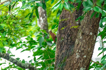Fototapeta premium Reddish brown fur, short crest, dense black horizontal stripes on the upper body, short black beak, stripes on the underside of the neck. Male: red stripes on the cheeks. Thailand.