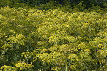 Dill umbrellas. Dill blossom.