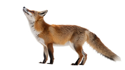 Obraz premium Alert Red Fox Standing and Looking Up on Transparent Background